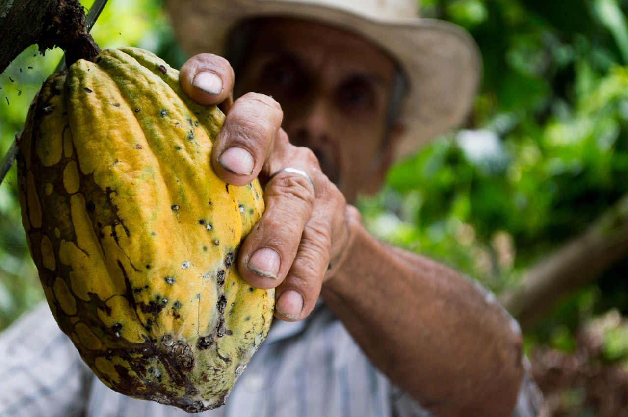 Jangala: Conservación y tradición del cacao